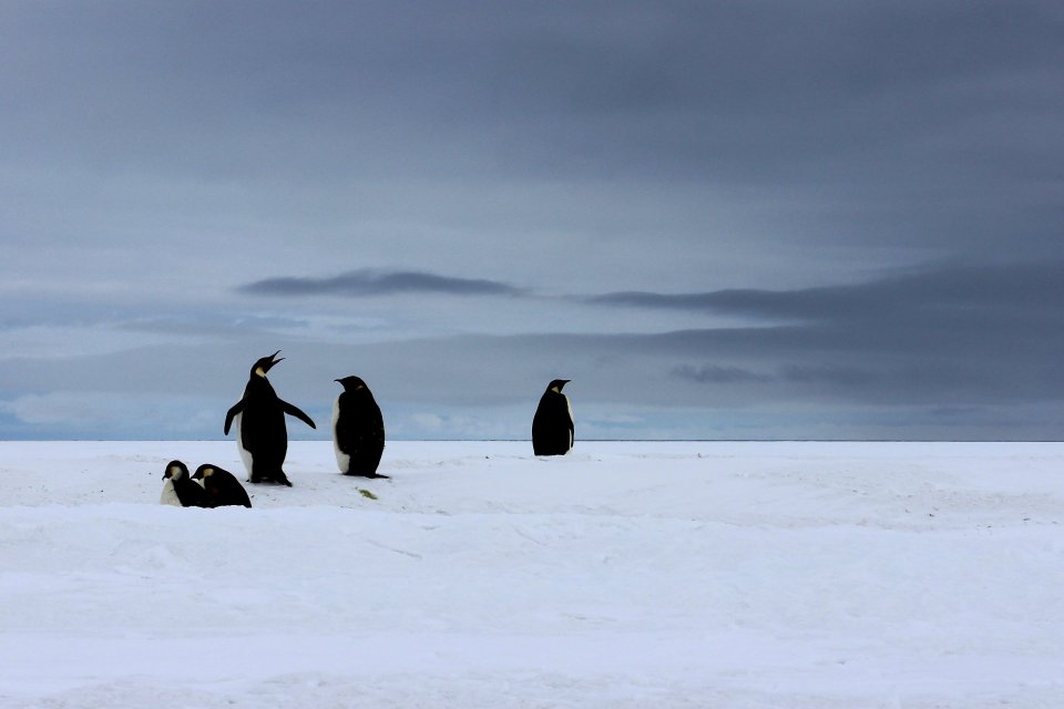 Farewell Antarctica