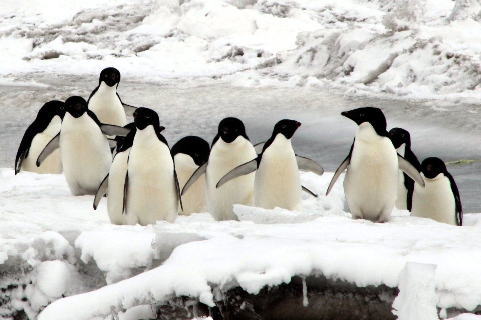 Obligatory penguin photo