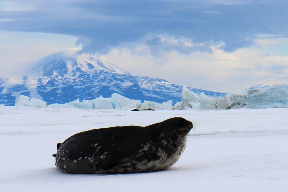 Seal out of water