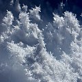 Ice ferns