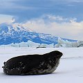 Seal out of water